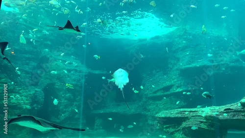Large enclosure at aquarium, stingrays and various fish swim through imitation rocky underwater landscape photo