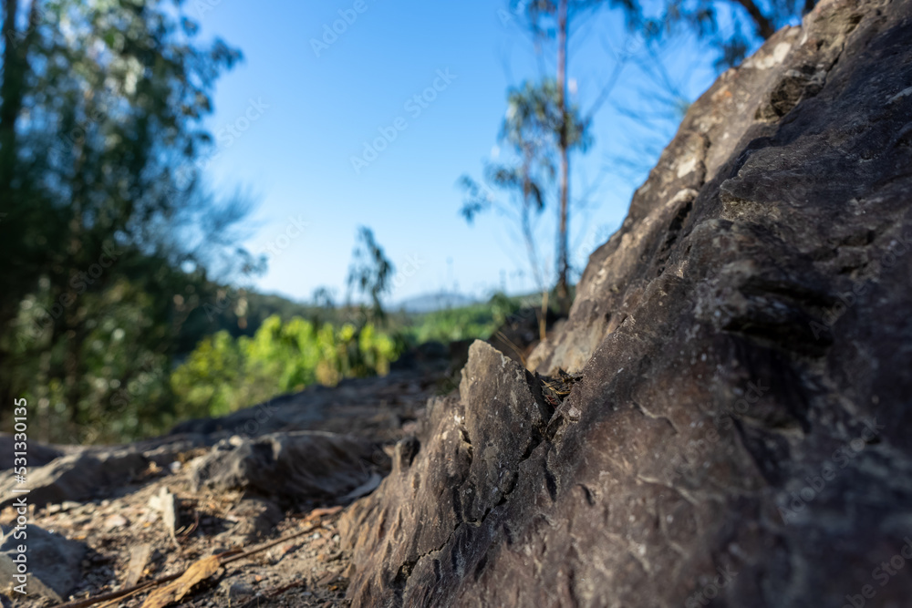 Fototapeta premium Tree in the mountains