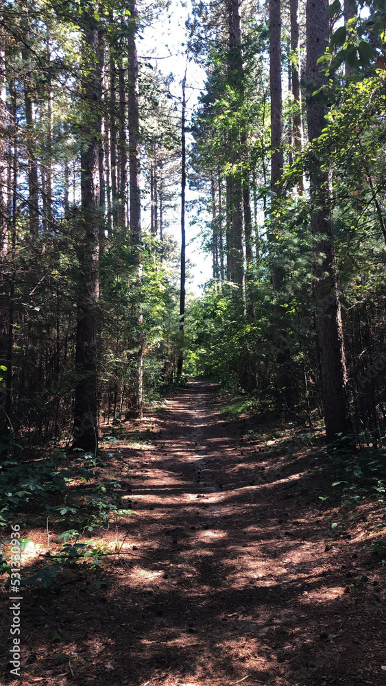 Obraz premium path in the forest