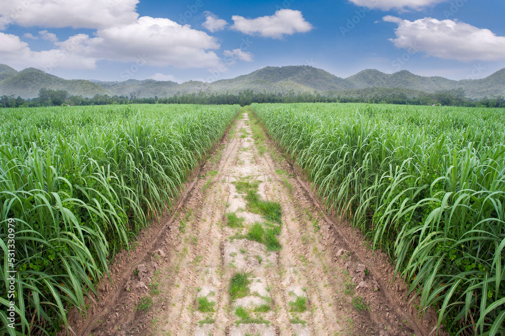 sugar cane plantation. sugarcane is a grass of poaceae family. it taste sweet and good for health. Well known as tebu in malaysia sugar cane plantation. sugarcane is a grass of poaceae family. it taste sweet and good for health. Well known as tebu in malaysia