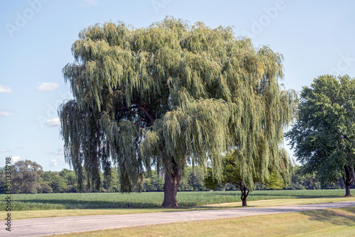 A Beautiful Weeping Willow Tree In Summer