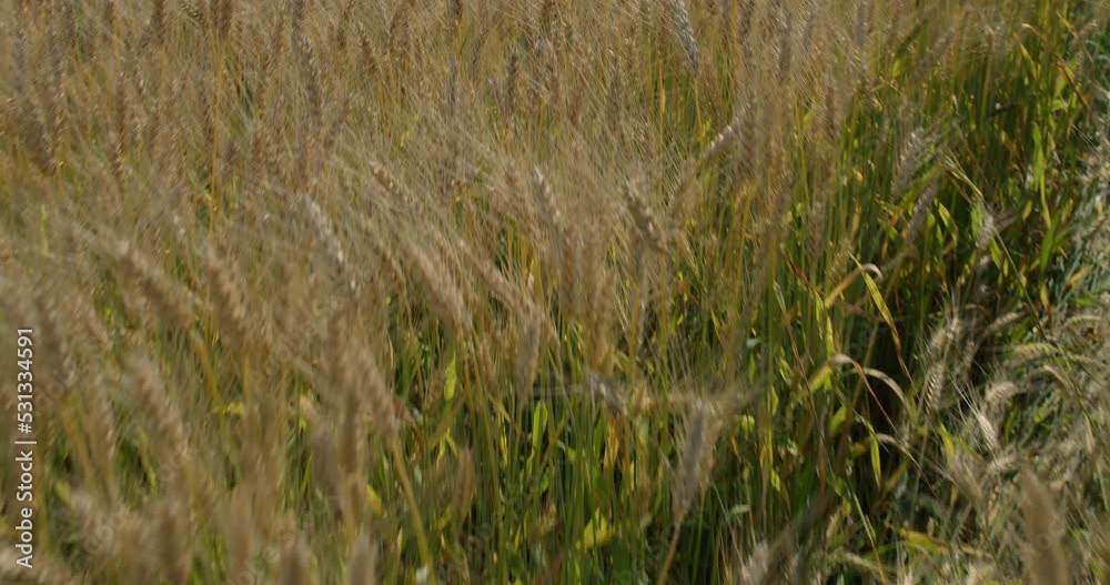 A quick flight over a ripened wheat, barley, corn field, medium plan. A quick flight over a ripened wheat, barley, corn field, medium plan.