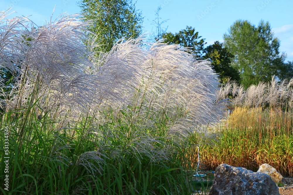 Obraz premium Miskant chiński (Miscanthus sinensis) rosnący w ogrodzie