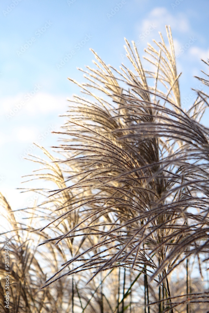 Fototapeta premium Chinese silver grass (Miscanthus sinensis) growing in a garden