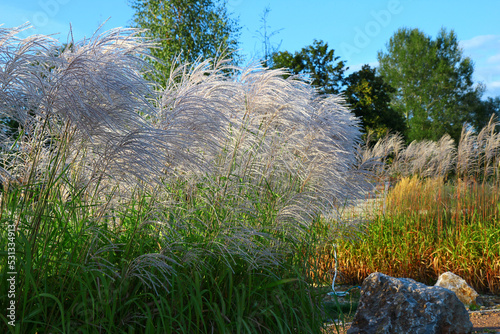 Chinese silver grass (Miscanthus sinensis) growing in a garden