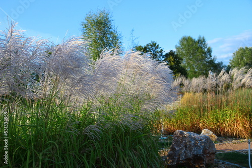 Chinese silver grass (Miscanthus sinensis) growing in a garden