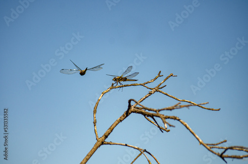 dragonflies in a tree branch
