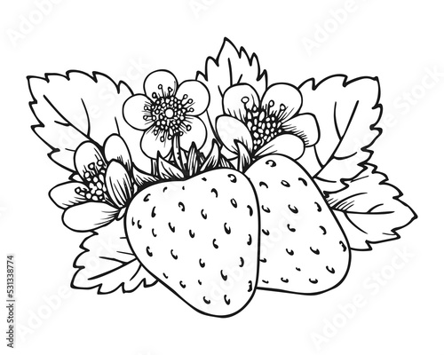 Strawberry bunch of two berries. Coloring book page. Whole ripe wild forest berry with leaves and blossom flowers. Tasty sweet fresh fruit. Juicy strawberries handdrawn clip art black white sketch