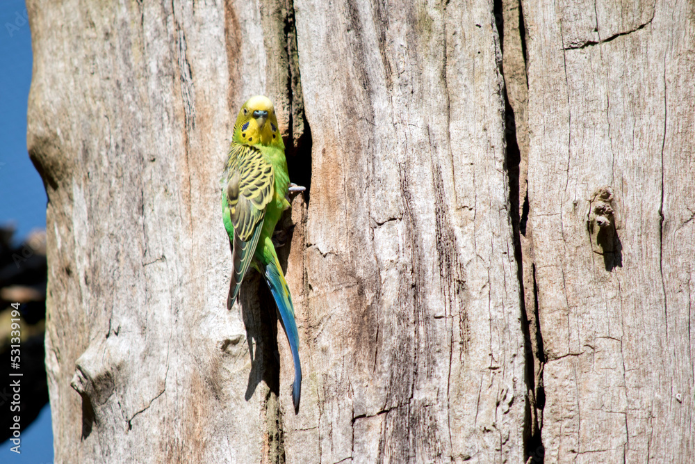 Fototapeta premium the parakeet is a small green and yellow bird