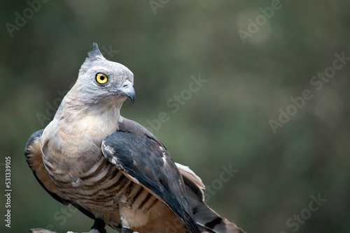 this is a close up of a pacific baza