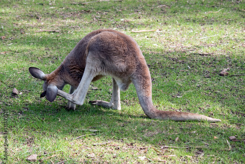 the red kangaroo is the largest of the marsupials