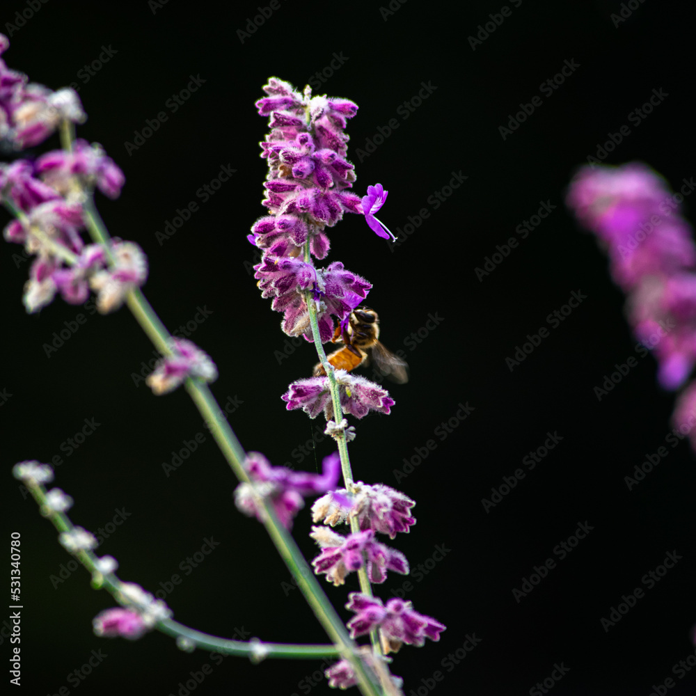 Obraz premium Abeja en flores moradas