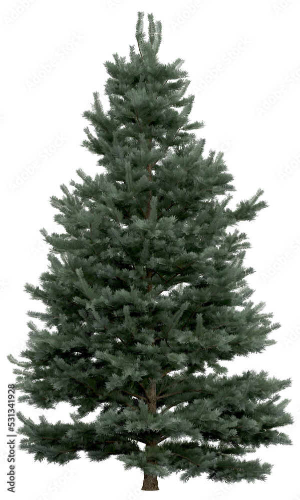 3D Rendering of Abies Concolor PNG vegetation tree for compositing. No Backround. 3D Rendering of Abies Concolor PNG vegetation tree for compositing. No Backround.