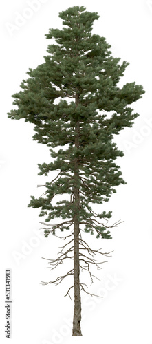 3D Rendering of  Abies Concolor PNG vegetation tree for compositing. No Backround.