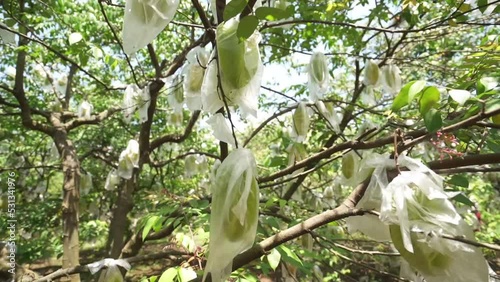 starfruit garden footage 2