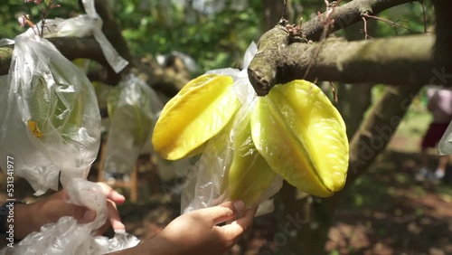 starfruit footage