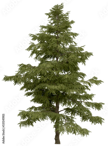 3d rendering of  Cedrus Deodara PNG vegetation tree for compositing. no backround.