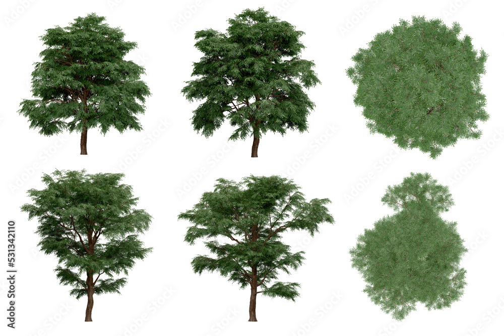 3d rendering of Taxodium Mucronatum PNG vegetation tree for compositing. no backround. 3d rendering of Taxodium Mucronatum PNG vegetation tree for compositing. no backround.