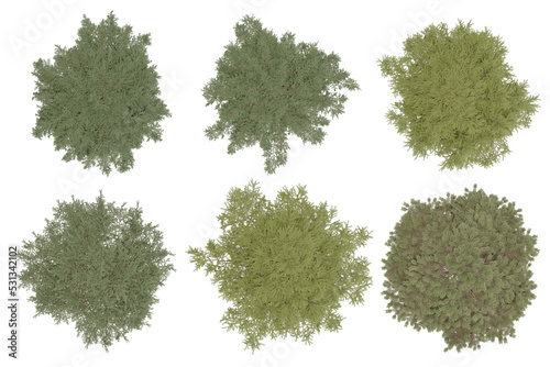 3d rendering of Cedrus Deodara PNG vegetation tree for compositing. no backround.