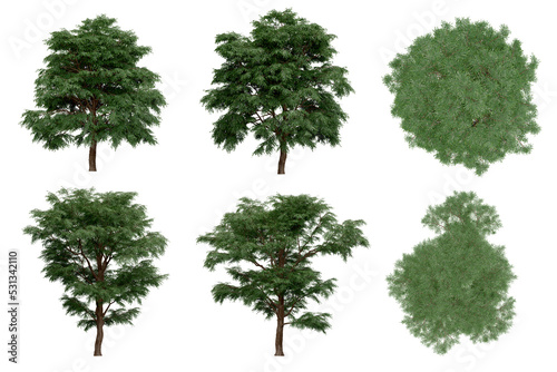 3d rendering of  Taxodium Mucronatum PNG vegetation tree for compositing. no backround.