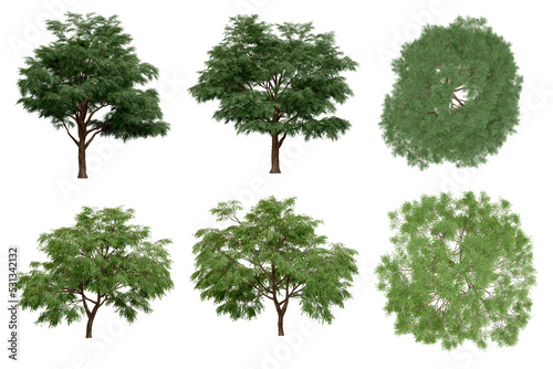 3d rendering of  Taxodium Mucronatum PNG vegetation tree for compositing. no backround.
