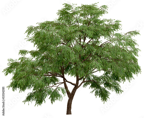 3d rendering of  Taxodium Mucronatum PNG vegetation tree for compositing. no backround.