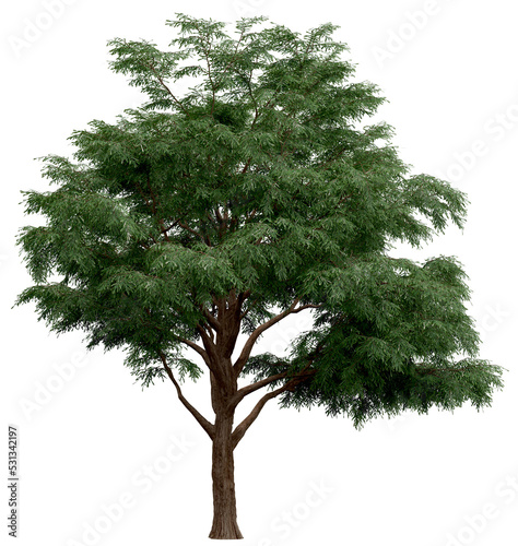 3d rendering of  Taxodium Mucronatum PNG vegetation tree for compositing. no backround. photo