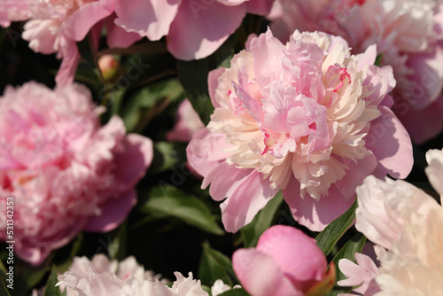 Wonderful fragrant pink peonies outdoors  closeup view