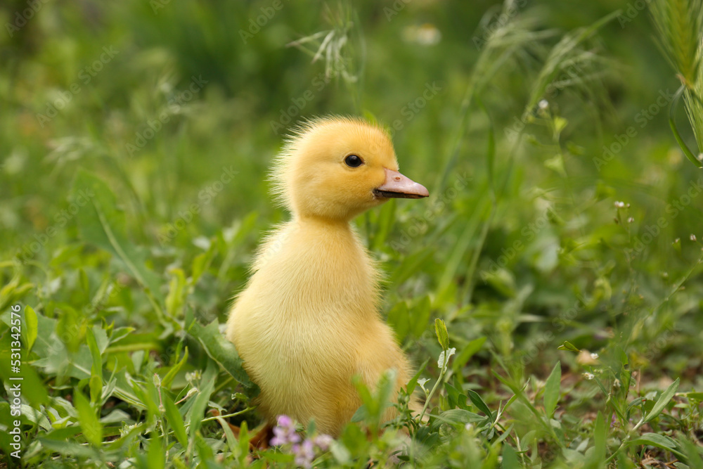 Cute fluffy duckling on green grass outdoors. Baby animal