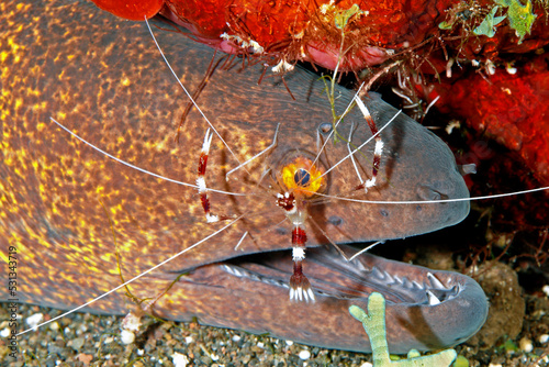 Yellowmargin Moray Eel, Gymnothorax flavimarginatus, with a Banded Coral Shrimp, or Banded Cleaner Shrimp, Stenopus hispidus photo