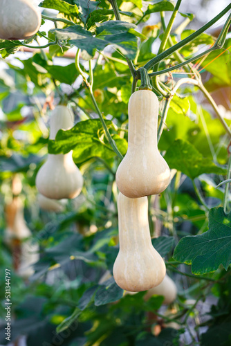 Butternut squash pumpkin fruit hanging in an organic greenhouse farm