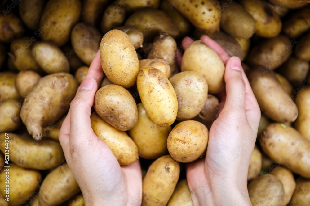 woman Hands holding fresh potatoes background in market woman Hands holding fresh potatoes background in market