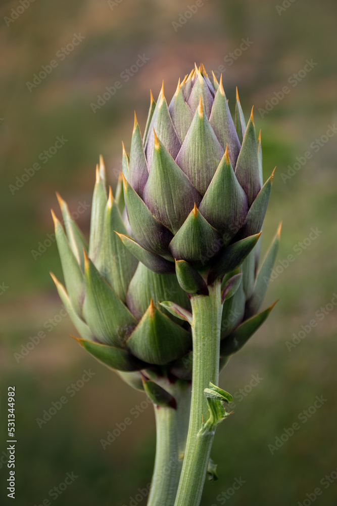 Organic artichoke Organic artichoke