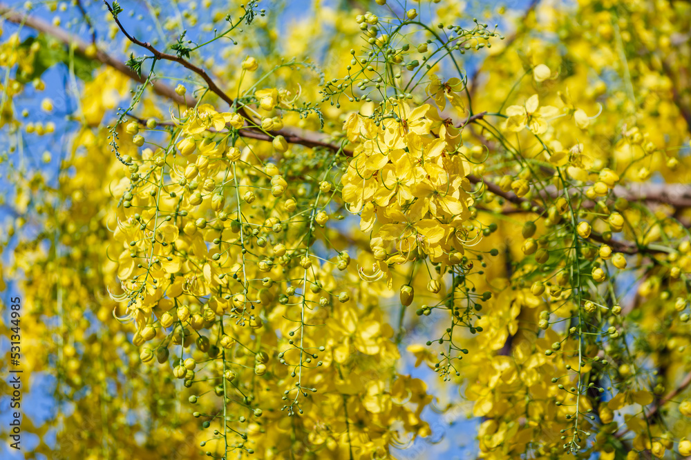 golden shower flower blooming in spring time golden shower flower blooming in spring time