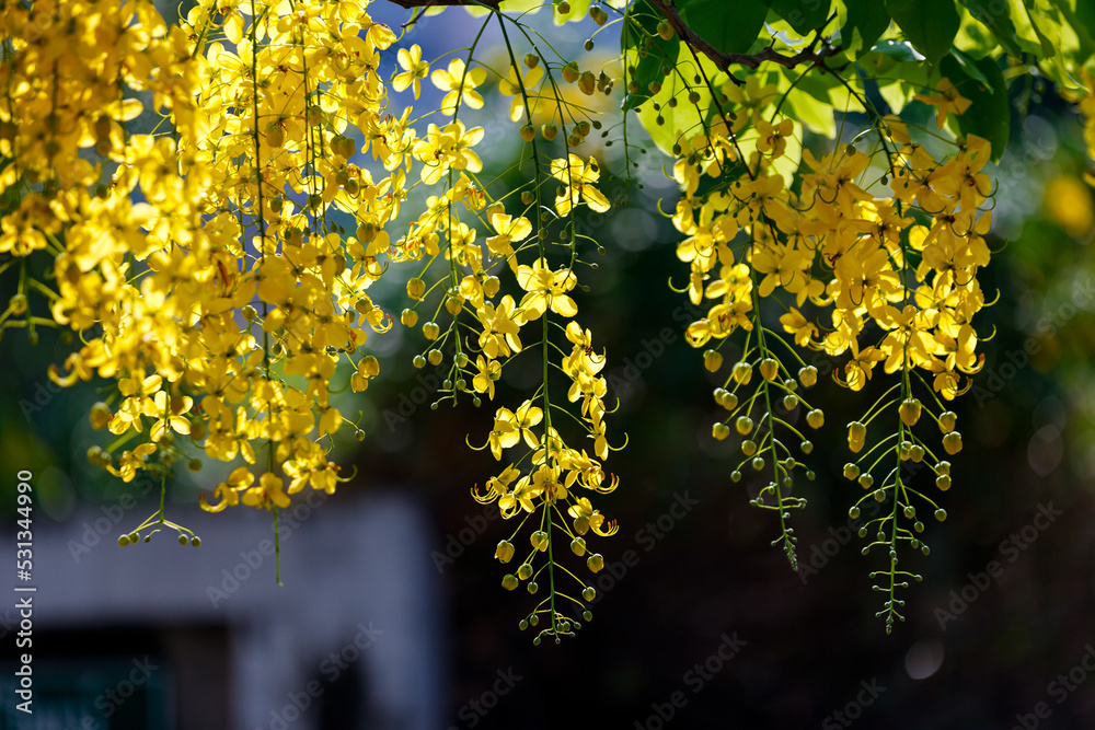 golden shower flower blooming in spring time