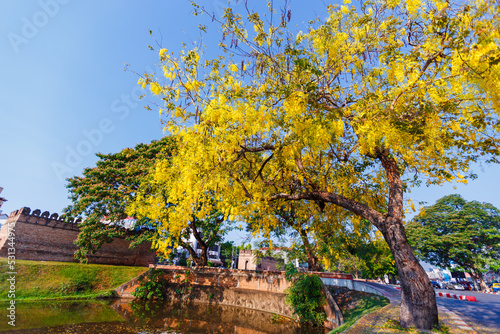 golden shower flower blooming on roadside in april around the old town, Chiang Mai, Thailand