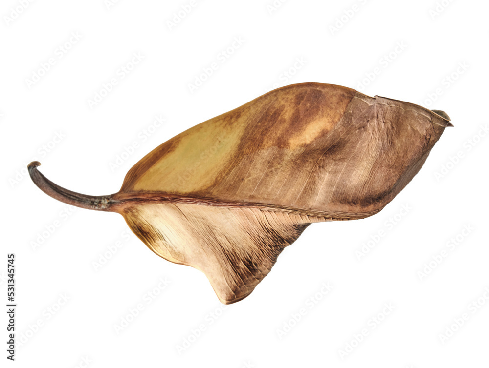 Dry and Wilted leaf closeup isolated on white background Dry and Wilted leaf closeup isolated on white background