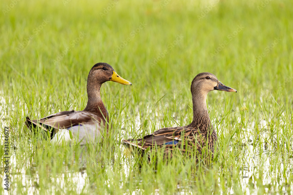 Two brown ducks—possibly an immature male mallard and female mallard (Anas platyrhynchos) in a grassy puddle in Sarasota, Florida. Species ID is tentative. Two brown ducks—possibly an immature male mallard and female mallard (Anas platyrhynchos) in a grassy puddle in Sarasota, Florida. Species ID is tentative.