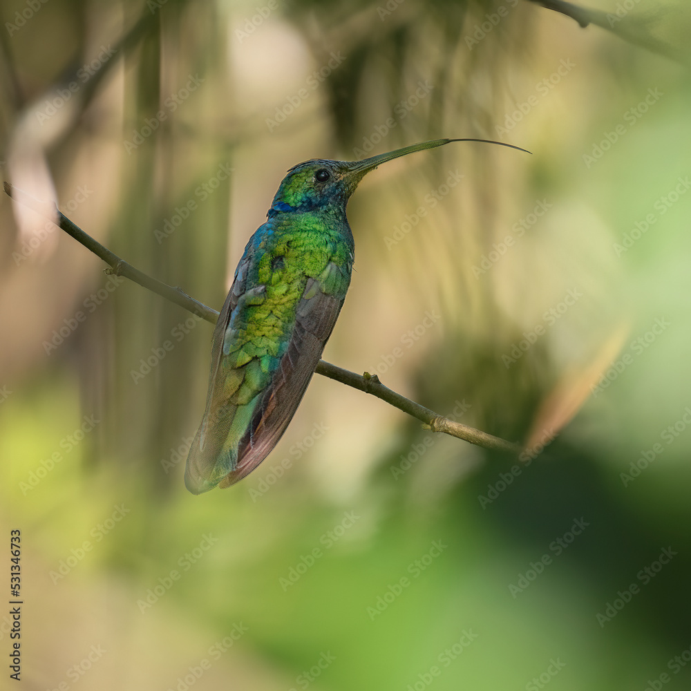 Fototapeta premium Colibri Coruscans, Sparkling Violetear perched on a branch.