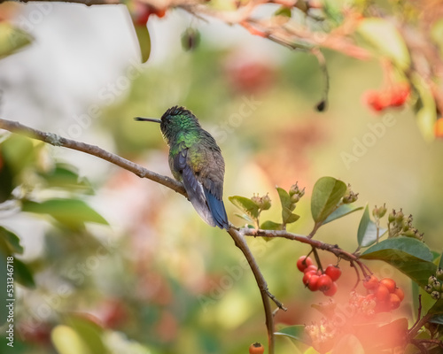 Indigo capped Hummingbird, Saucerottia Cyanifrons perched. Colibrí gorriazul en rama. Aves de colombia. Villa de Leyva. photo