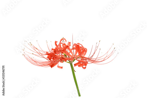 red flower of lycoris isolated on a white background photo