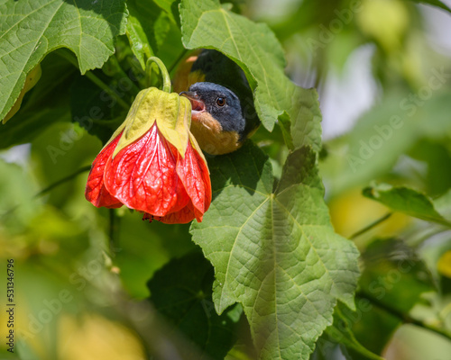 Rusty flowerpiercer with Abutilon flower.  Diglossa Sittoides and Abutilon Pictum. photo