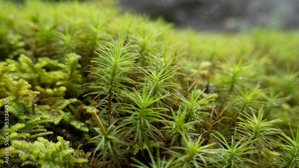 moss moss