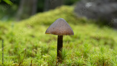 wild and tiny mushrooms in moss