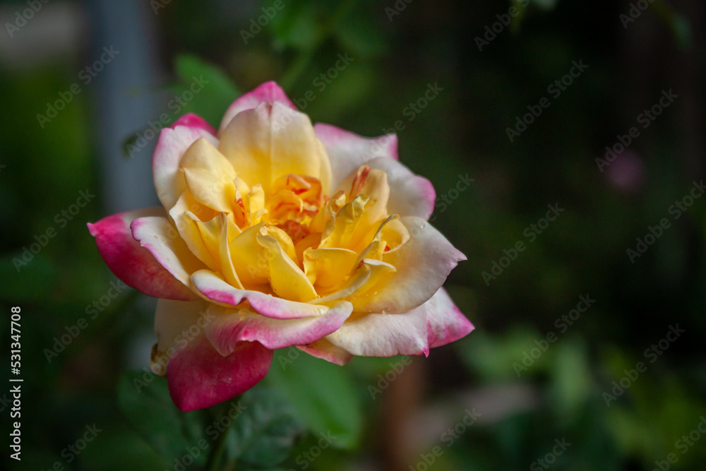 rose flower in garden natural outdoor