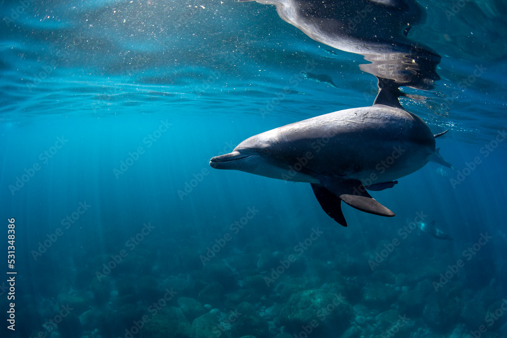 Fototapeta premium wild dolphin underwater