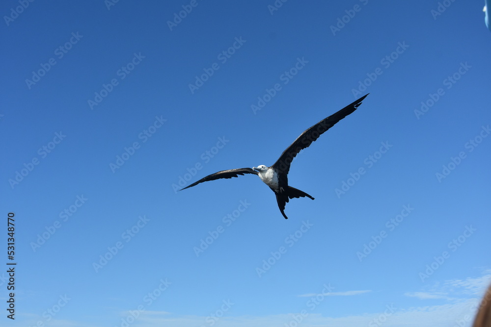 kormoran w locie kormoran w locie
