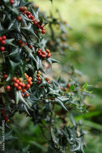 red berries on a bush