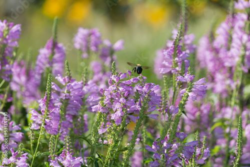 bee and obedient plant or false dragonhead  Physostegia virginiana  perennial in bloom at the garden park