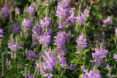 obedient plant or false dragonhead (Physostegia virginiana) perennial in bloom at the garden park